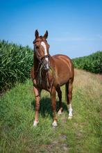 Leuke 10jarige ruin Pitackie te koop, Dieren en Toebehoren, Paarden, Springpaard, Gechipt, Ruin, 7 tot 10 jaar