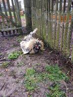 Nederlandse baardkuifhaan, Mâle, Poule ou poulet