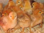 New Hampshire kuikens, Dieren en Toebehoren