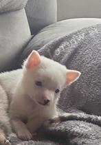 Super mooie pomchi pup te koop, België, Particulier, 8 tot 15 weken, CDV (hondenziekte)