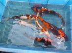 6 koi, Dieren en Toebehoren, Vissen | Vijvervissen