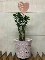 Kalanchoë vetplant, Bloeiende kamerplant, Ophalen, Vetplant, In pot