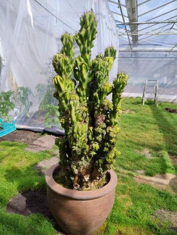 Grote cactus beschikbaar voor biedingen
