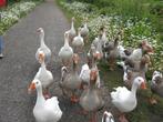 Gratis opvang Ganzen en Eenden, Dieren en Toebehoren