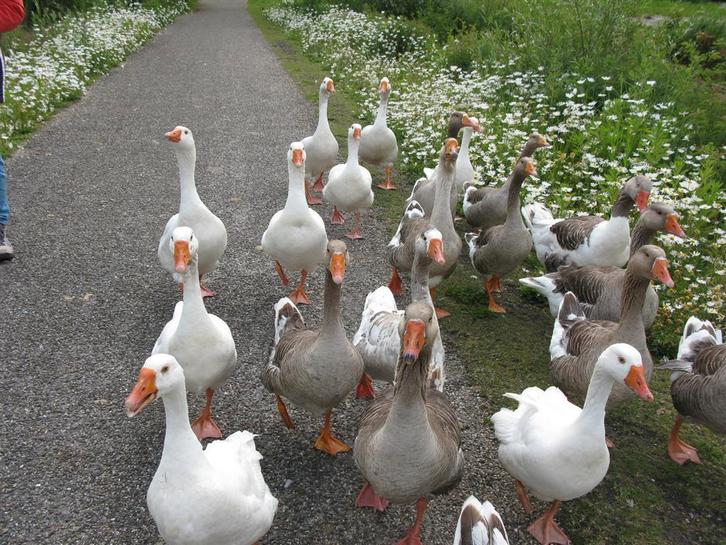 Gratis opvang Ganzen en Eenden, Dieren en Toebehoren, Pluimvee