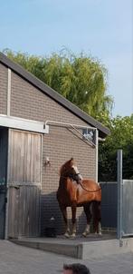 D pony, Dieren en Toebehoren, Paarden, Merrie