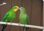 Barraband, Dieren en Toebehoren, Vogels | Parkieten en Papegaaien