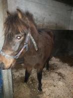 Kinderpony / toekomstige wedstrijdpony !!, Dieren en Toebehoren, Pony's, Gechipt, Springpony, B pony (1.17m tot 1.27m), Zadelmak