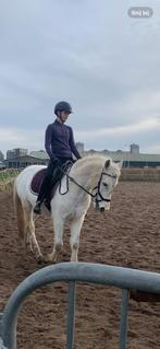 Brave c kinderpony, Animaux & Accessoires, Vermifugé, Poney de dressage, Hongre, Débourré