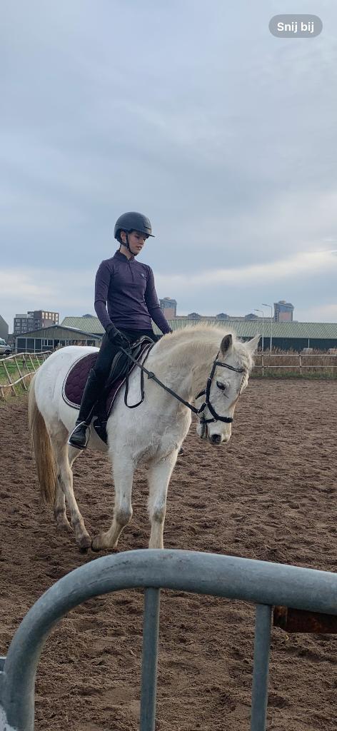 Brave c kinderpony, Dieren en Toebehoren, Pony's, Ruin, Zadelmak, D pony (1.37m tot 1.48m), Dressuurpony, 7 tot 10 jaar, Gechipt