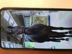 Vriend voor het leven, Dieren en Toebehoren, Ruin, Zadelmak, Met stamboom, 3 tot 6 jaar