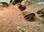 Goudfazanten kuikens 21 mei geboren, Meerdere dieren, Overige soorten