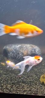 Goudvissen & rode kap, Dieren en Toebehoren, Vissen | Vijvervissen, Goudvis(sen)