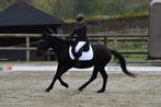 D pony te koop, Dieren en Toebehoren, Paarden, Merrie, Minder dan 160 cm, Recreatiepaard, 11 jaar of ouder