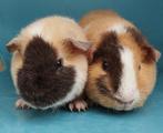 2 jonge US Teddy cavia's, Juli, Vrouwelijk, Cavia