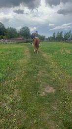 Lieve ruin Franse draver, Dieren en Toebehoren, Paarden, Gechipt, Ruin, Niet van toepassing, 7 tot 10 jaar