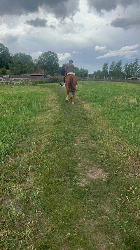 Lieve ruin Franse draver, Dieren en Toebehoren, Paarden, Ruin, Niet van toepassing, 165 tot 170 cm, 7 tot 10 jaar, Recreatiepaard