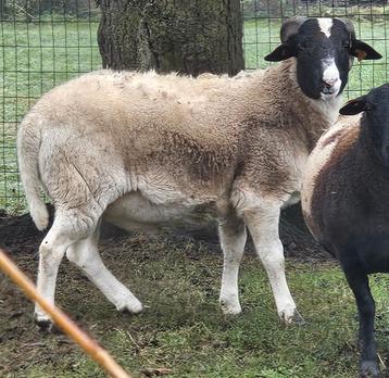 Ram / bok beschikbaar voor biedingen