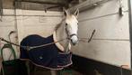 Project pony nu op te halen voor €2250, Dieren en Toebehoren, Pony's, Merrie, Niet van toepassing, D pony (1.37m tot 1.48m), Recreatiepony