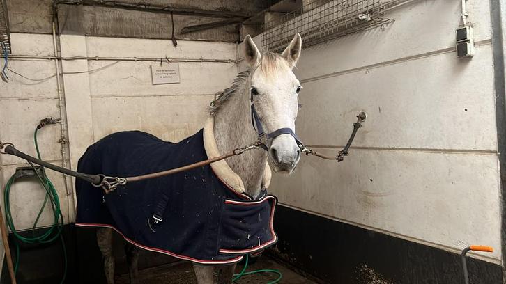 Project pony nu op te halen voor €2250, Dieren en Toebehoren, Pony's, Merrie, Niet van toepassing, D pony (1.37m tot 1.48m), Recreatiepony