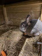 Blauw grijs wener konijnen, Dieren en Toebehoren, Konijnen