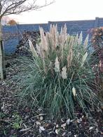 Herbes de pampas nain, Jardin & Terrasse, Enlèvement, Herbes