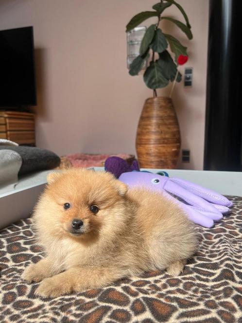 Pomeriaan (dwergkees) puppy’s, Dieren en Toebehoren, Honden | Poolhonden, Keeshonden en Oertypen, Meerdere dieren, Keeshond, Fokker | Hobbymatig