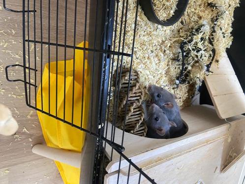Ratjes +kooi, Dieren en Toebehoren, Knaagdieren, Vrouwelijk, Rat, Tam