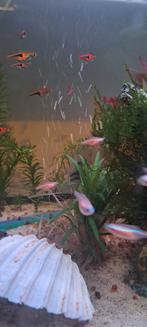 Albino Tetra’s – Gezonde en actieve school van 9 stuks, Dieren en Toebehoren, Vis, Zoetwatervis, Schoolvis
