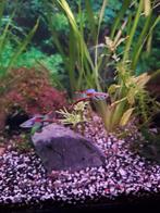 Endler guppen, Black mollys of wildgarnalen, Animaux & Accessoires, Poissons | Poissons d'aquarium