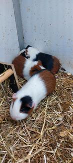 Cavia zeugjes, Dieren en Toebehoren, Cavia, Vrouwelijk, Tam, Oktober