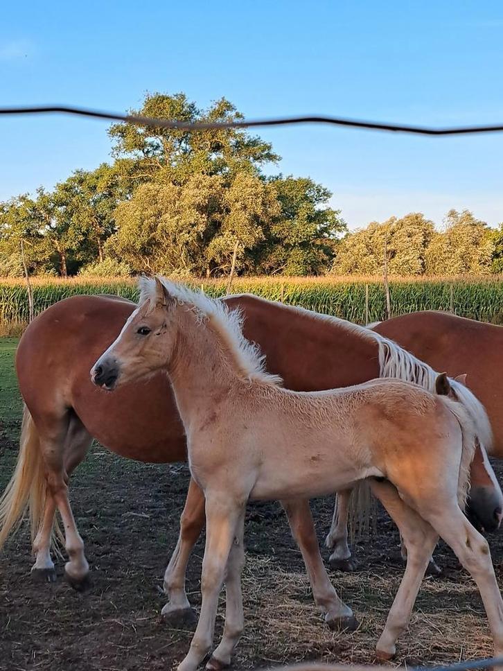 Haflinger veulen, Dieren en Toebehoren, Paarden, Hengst, Niet van toepassing, Minder dan 160 cm, 0 tot 2 jaar, Met stamboom, Gechipt