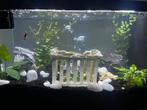 40l aquarium met kast en alle toebehoren, Dieren en Toebehoren, Vissen | Aquariumvissen