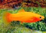 Vend 8 molly pour aquarium, Animaux & Accessoires, Autres accessoires pour animaux, Enlèvement, Neuf