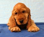 Des chiots cocker anglais super sympas !, 15 semaines à 1 an, Étranger, Chien (mâle), Hépatite contagieuse (maladie de Rubarth)