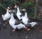 Vlaamse ganzen, Animaux & Accessoires, Volatiles, Oie ou Cygne