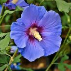 Zaden van Hibiscus Oiseau bleu  oogst 2025, Ophalen of Verzenden, Gehele jaar, Zaad