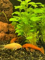 Jong koppel Red ancistrussen, Dieren en Toebehoren, Vissen | Aquariumvissen, Zoetwatervis