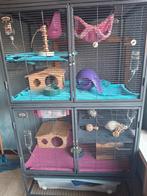 Tamme ratjes met kooi en toebehoren, Animaux & Accessoires, Rongeurs, Rat, Domestique, Septembre, Femelle