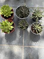 Verzameling 6-tal jonge vetplantjes (2), Ophalen, Vetplant, Minder dan 100 cm