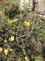 Vijg boom struik, Tuin en Terras, Ophalen, Struik