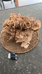 Hele grote zandroos diameter 30cm hoogte 22 cm, Verzamelen, Ophalen, Mineraal