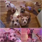 Amerikaanse bully xl pups, CDV (hondenziekte), Meerdere, Meerdere dieren, België