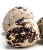 Wie kan me aan broedeieren h elpen?, Dieren en Toebehoren, Vogels | Overige Vogels