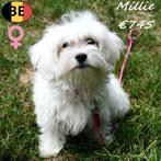 Millie - Maltezer pupje te koop (Belgisch), Dieren en Toebehoren, België, Maltezer, Handelaar, CDV (hondenziekte)