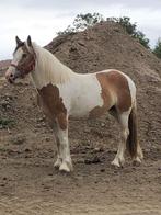 4 jaar leuk merrie, Vermifugé, Jument, 3 à 6 ans, Cheval de récréation