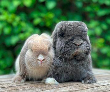 Prachtig lief koppel KNUFFEL Minilopjes geënt + gecastreerd beschikbaar voor biedingen