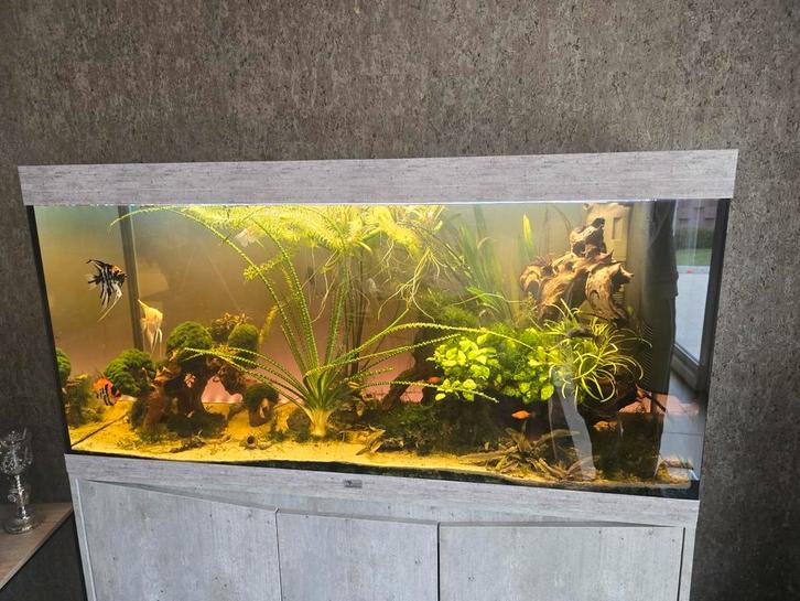 Aquarium, Dieren en Toebehoren, Vissen | Aquaria en Toebehoren, Gebruikt, Gevuld zoetwateraquarium, Ophalen