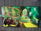 Smart TV Samsung 75" (189cm), Ophalen, 50 Hz, Zo goed als nieuw, Samsung
