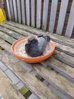 Jonge duiven 2de ronde, Dieren en Toebehoren, Vogels | Duiven, Meerdere dieren, Postduif